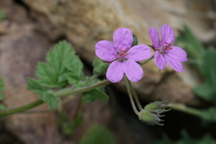 Erodium chium