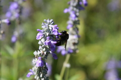 Bombus pensylvanicus