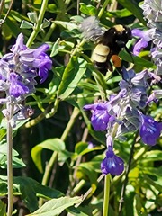 Bombus pensylvanicus
