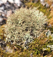 Cladonia cornuta