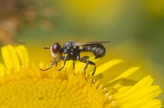 Thecophora
