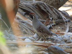 Callipepla gambelii