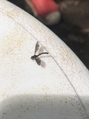 Ocyptamus fuscipennis