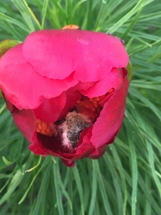 Paeonia tenuifolia