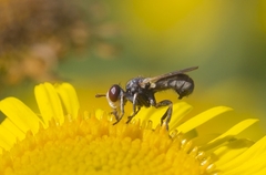 Thecophora