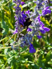 Bombus pensylvanicus