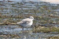 Calidris alba