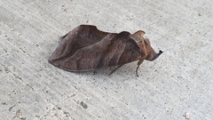 Eudocima serpentifera