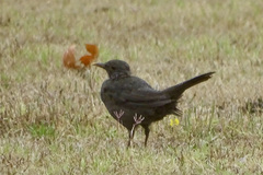 Turdus merula merula