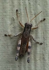 Melanoplus scudderi