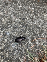 Carabus nemoralis