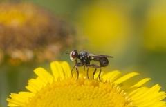 Thecophora
