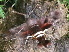 Amphion floridensis