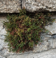 Asplenium ruta-muraria