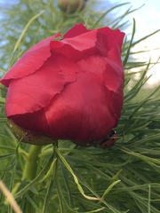 Paeonia tenuifolia