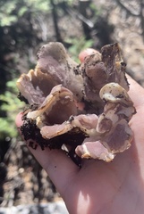 Sarcosphaera coronaria