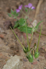 Erodium chium