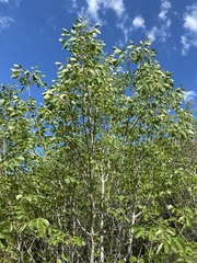 Fraxinus albicans