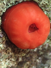 Actinia mediterranea