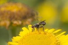 Thecophora