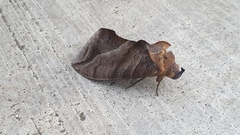 Eudocima serpentifera