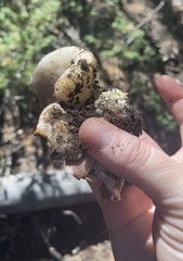 Sarcosphaera coronaria