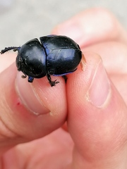 Trypocopris vernalis