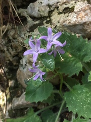 Campanula elatinoides