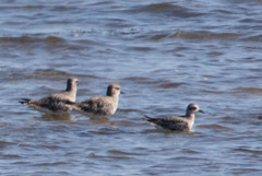 Pluvialis squatarola