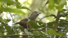Ramphocelus bresilius