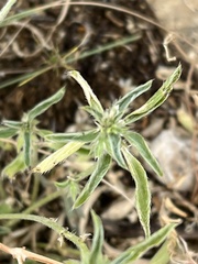 Ditaxis serrata