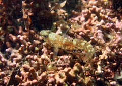 Pomatoschistus pictus