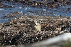 Calidris subruficollis