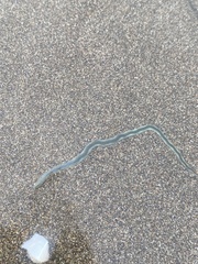 Phyllodocidae