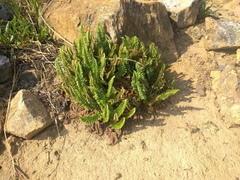 Polystichum lemmonii