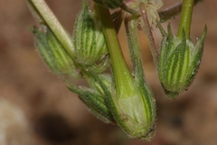 Erodium chium