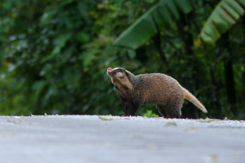 Greater Hog Badger in August 2007 by ayuwat · iNaturalist