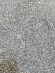 Phyllodocidae