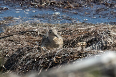 Calidris subruficollis