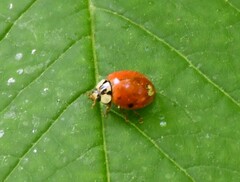 Hesperomyces harmoniae