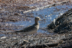 Calidris subruficollis