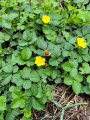 Potentilla reptans