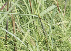 Echinochloa walteri