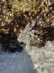 Actiniidae