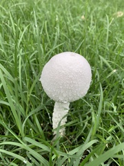 Saproamanita