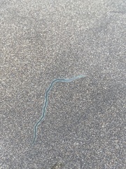 Phyllodocidae