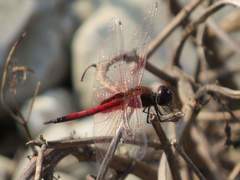 Tramea transmarina euryale