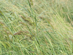Echinochloa walteri