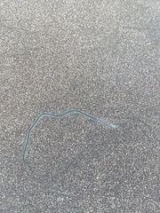 Phyllodocidae