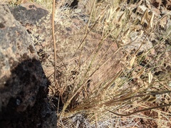 Lomatium macrocarpum